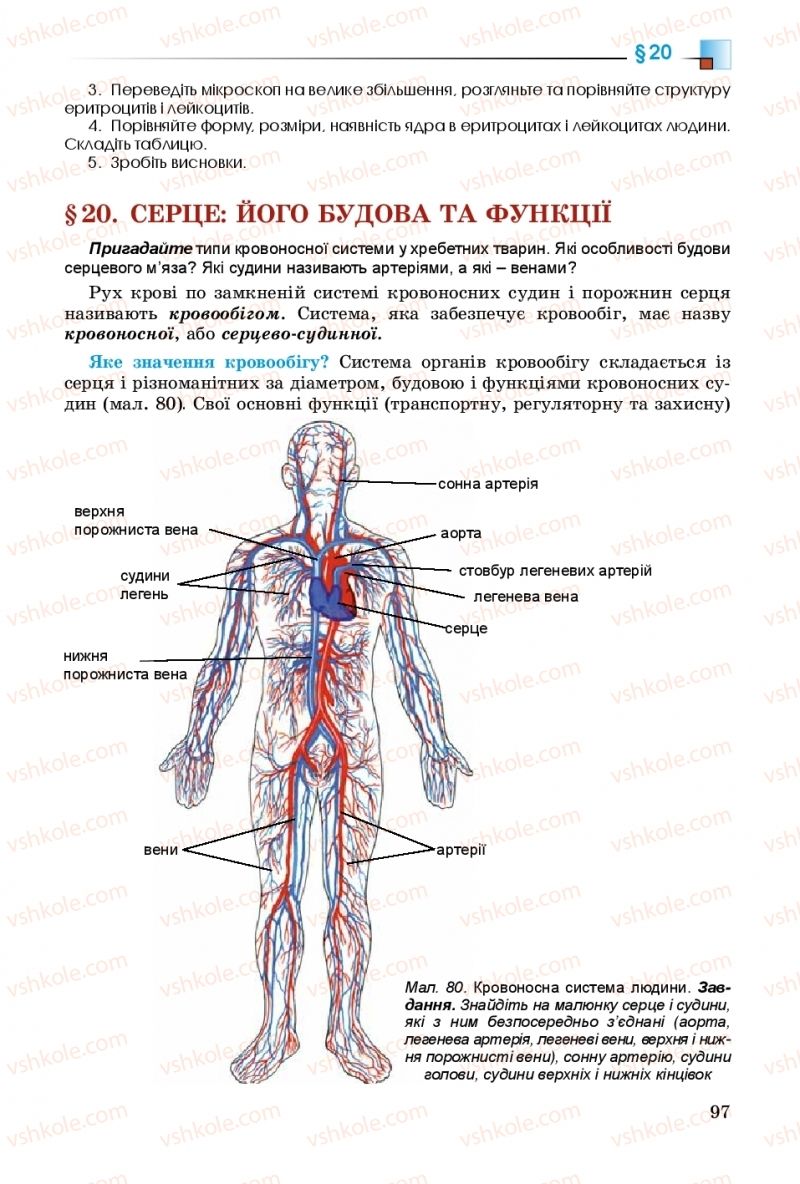 Страница 97 | Підручник Біологія 8 клас Н.Ю. Матяш 2016