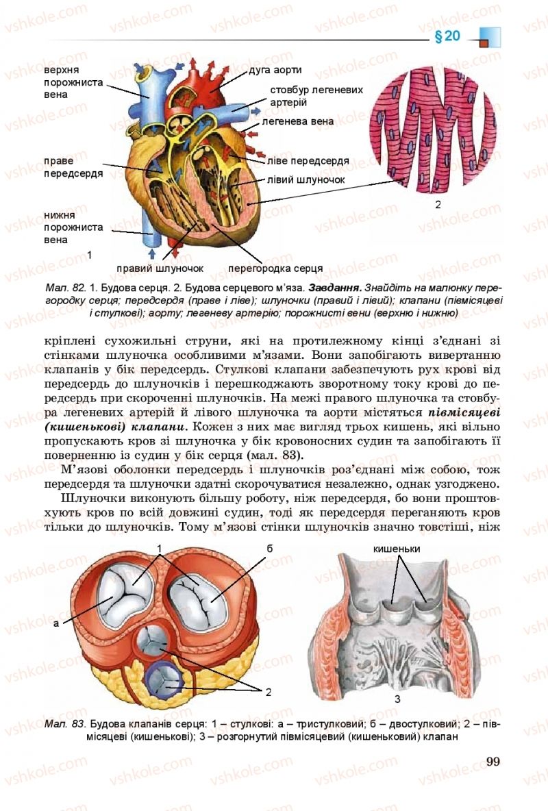 Страница 99 | Підручник Біологія 8 клас Н.Ю. Матяш 2016