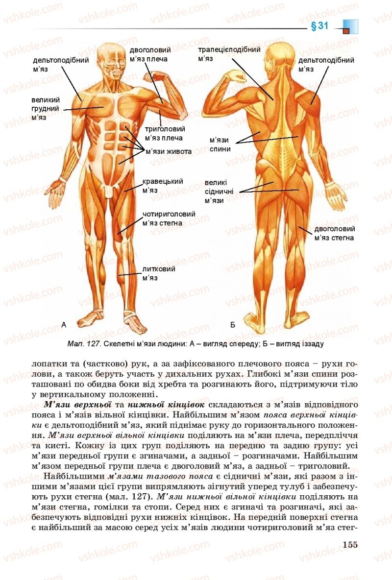Страница 155 | Підручник Біологія 8 клас Н.Ю. Матяш 2016