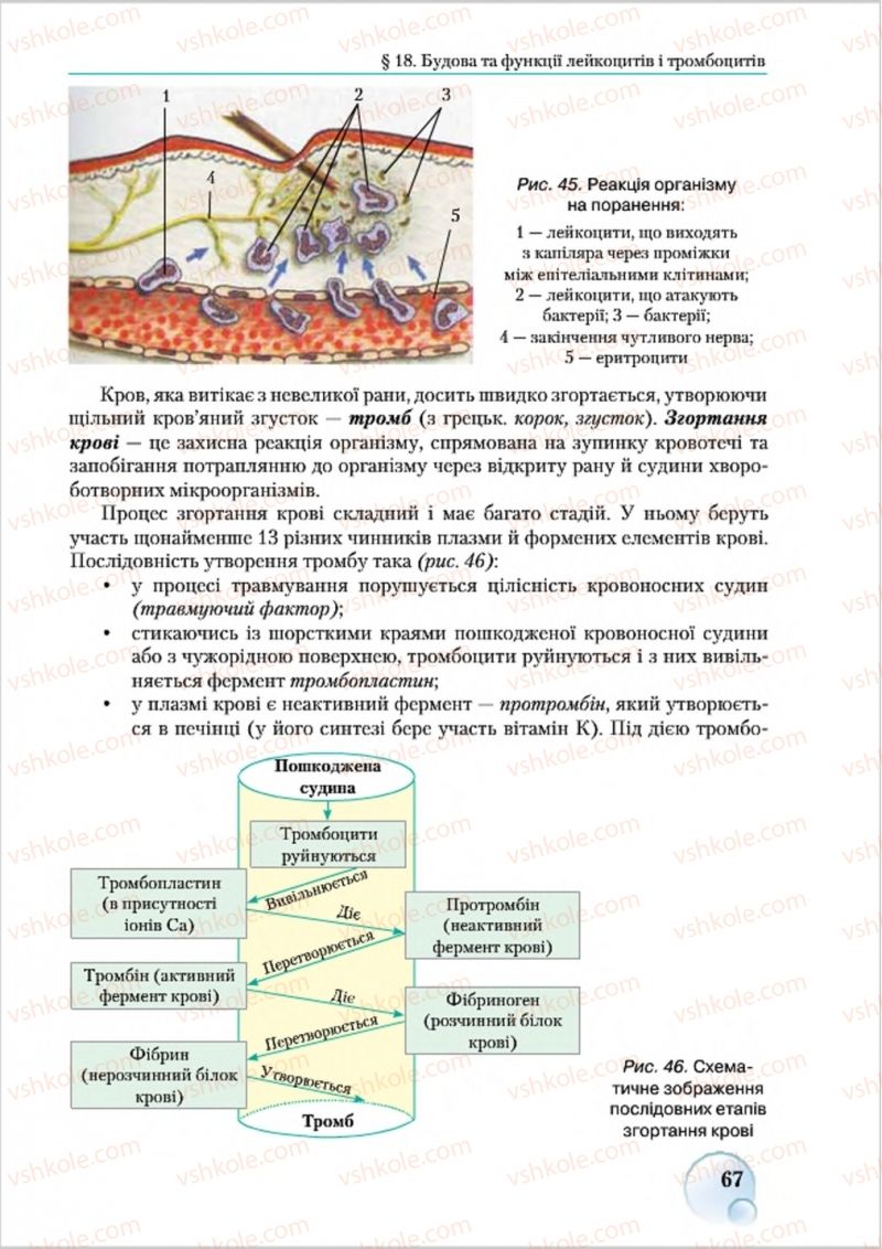 Страница 67 | Підручник Біологія 8 клас С.В. Страшко, Л.Г. Горяна, В.Г. Білик 2016