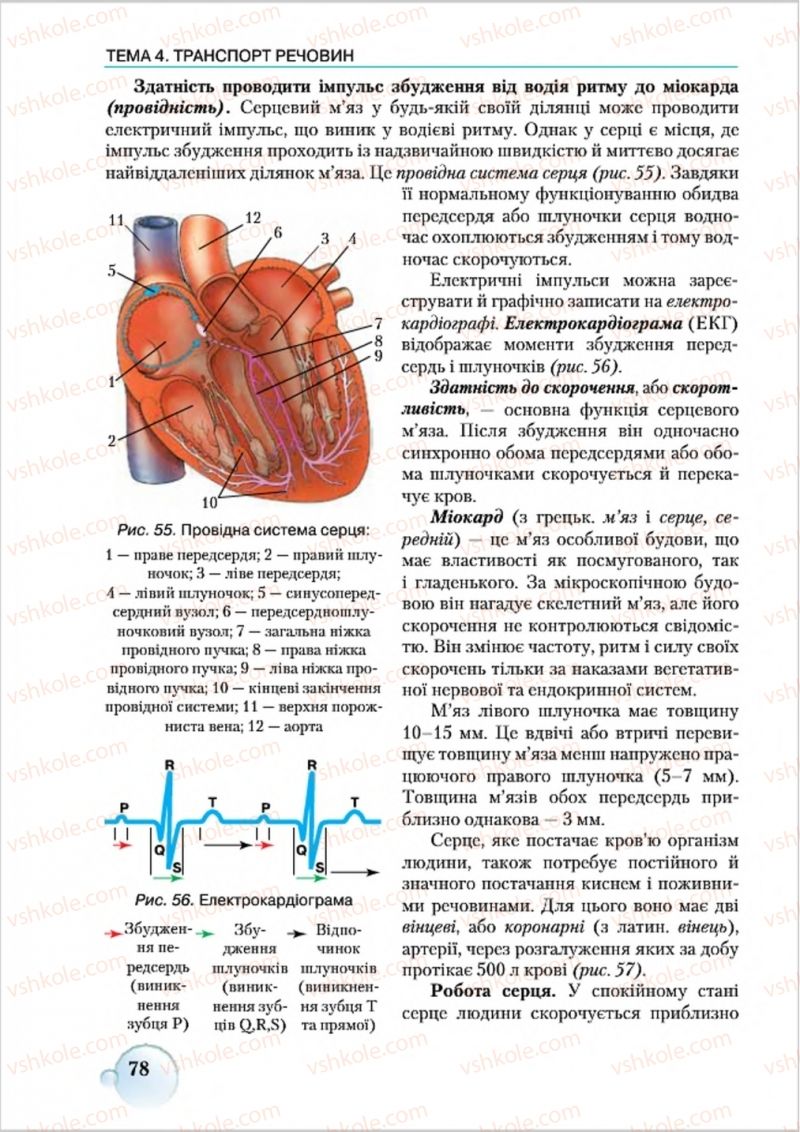 Страница 78 | Підручник Біологія 8 клас С.В. Страшко, Л.Г. Горяна, В.Г. Білик 2016
