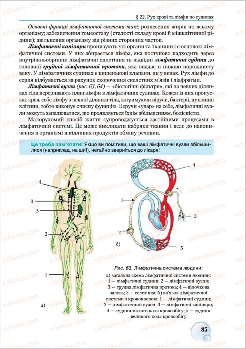 Страница 85 | Підручник Біологія 8 клас С.В. Страшко, Л.Г. Горяна, В.Г. Білик 2016