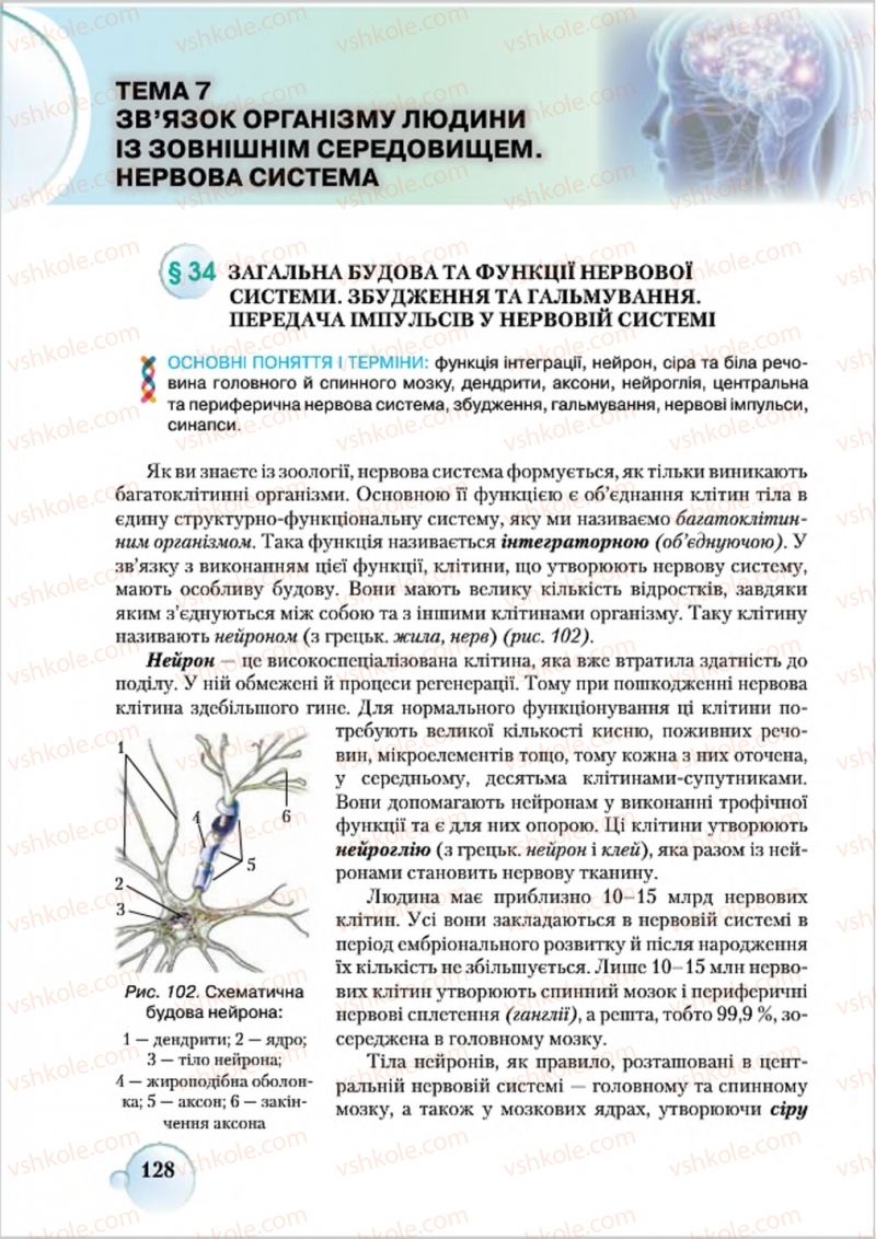 Страница 128 | Підручник Біологія 8 клас С.В. Страшко, Л.Г. Горяна, В.Г. Білик 2016