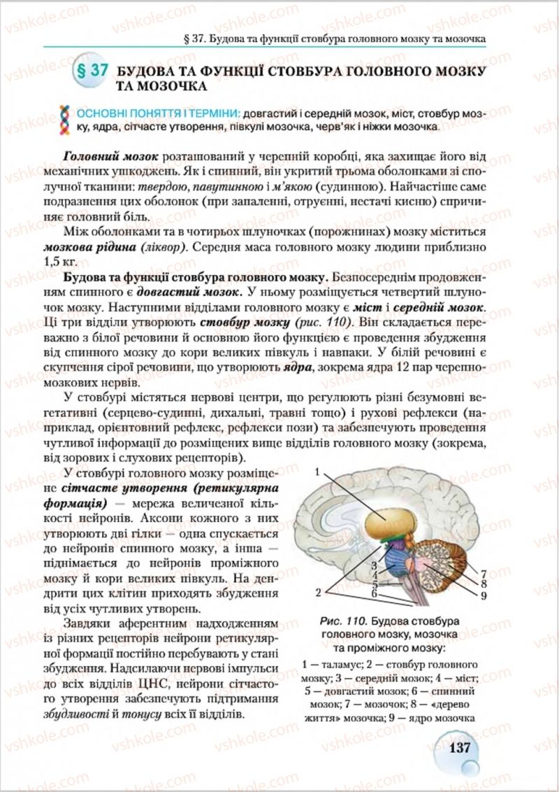 Страница 137 | Підручник Біологія 8 клас С.В. Страшко, Л.Г. Горяна, В.Г. Білик 2016