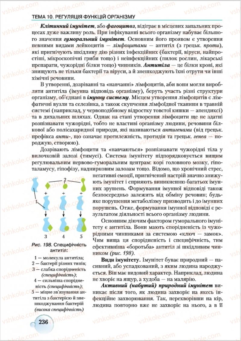 Страница 236 | Підручник Біологія 8 клас С.В. Страшко, Л.Г. Горяна, В.Г. Білик 2016