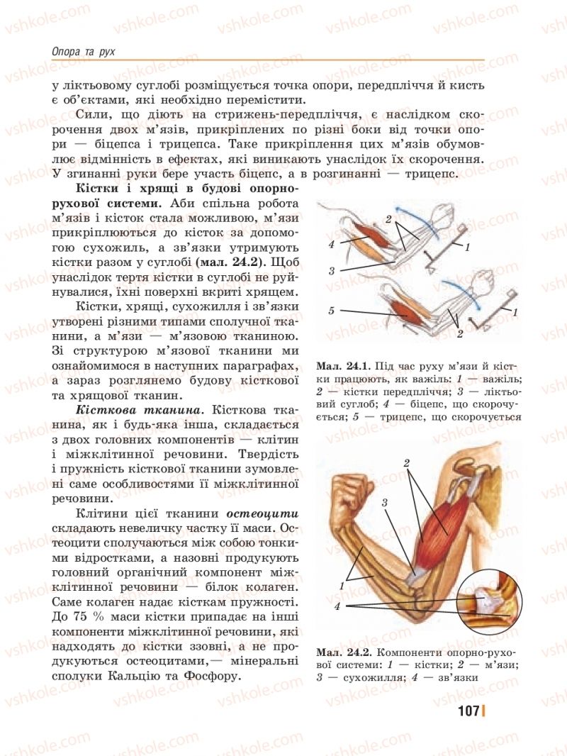 Страница 107 | Підручник Біологія 8 клас Т.І. Базанова, Ю.В. Павіченко, Ю.О. Кузнецова 2016