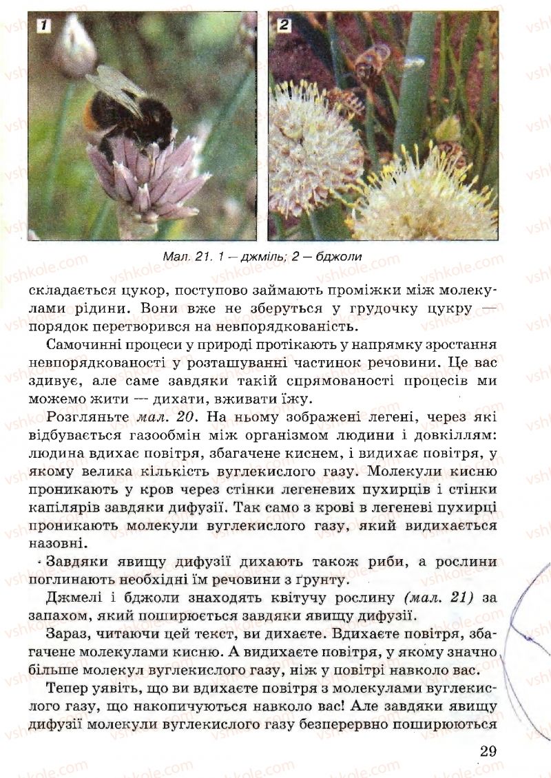 Страница 29 | Підручник Природознавство 5 клас В.Р. Ільченко, К.Ж. Гуз, Л.М. Булава 2005