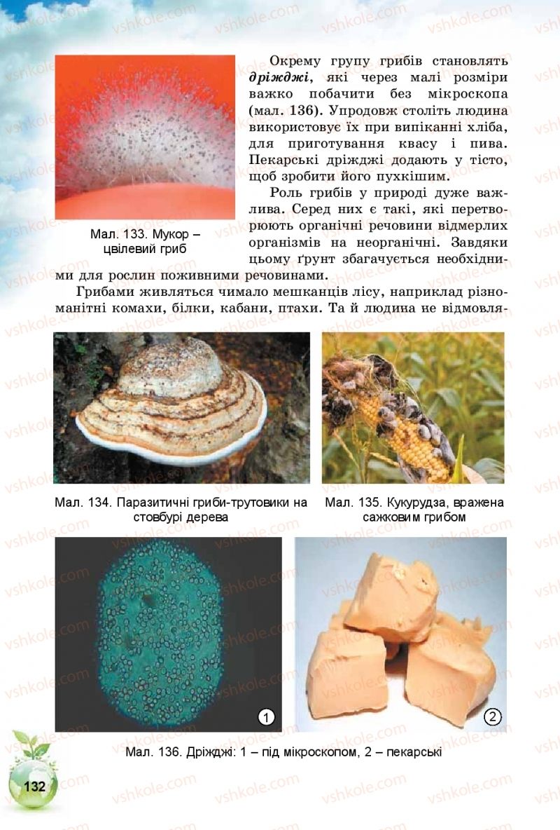 Страница 132 | Підручник Природознавство 5 клас Т.В. Коршевнюк, І.В. Баштовий 2018