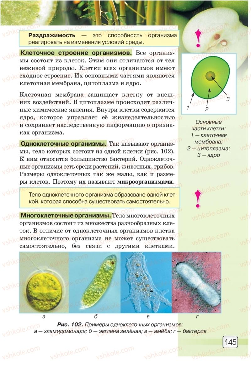 Страница 145 | Підручник Природознавство 5 клас О.Г. Ярошенко, В.М. Бойко 2018 На російській мові